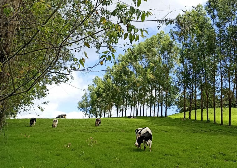 Atividade silvipastoril melhora economia rural e traz benef&iacute;cios para agricultores no Estado
