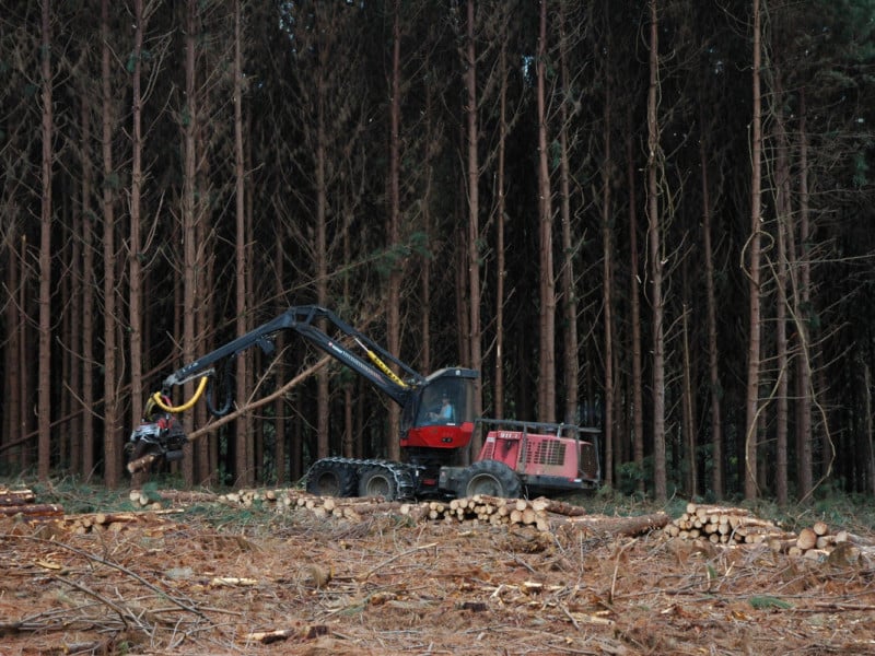 Silvicultura permite gerar renda onde a agricultura intensiva apresenta limitações