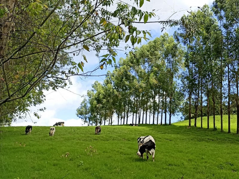 Silvicultura ganha espaço e amplia renda na agricultura familiar do Rio Grande do Sul