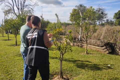 Mais de 500 imóveis em Palmitinho são vistoriados após caso de greening