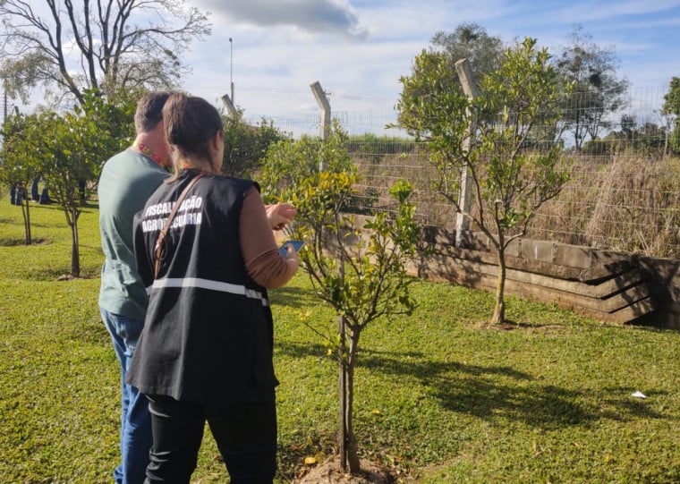 Equipes atuam para conter sua dissemina&ccedil;&atilde;o por meio da elimina&ccedil;&atilde;o de plantas infectadas