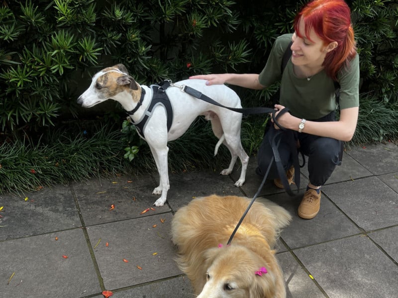 Os passeios s&atilde;o acompanhados com compartilhamento de localiza&ccedil;&atilde;o em tempo real por GPS, existindo o n&uacute;mero m&aacute;ximo de tr&ecirc;s c&atilde;es por passeador.<br />Foto: Cusko Passeadores de C&atilde;es