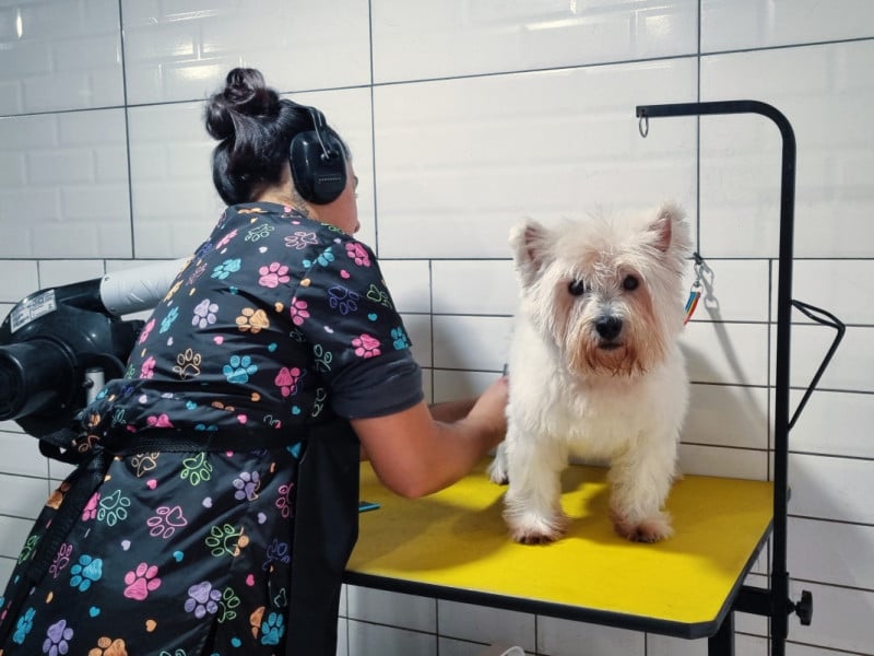 Dar banho em um pet por vez foi uma escolha dos empreendedores, ap&oacute;s perceberem o estresse causado em outros pet shops com muitos animais em gaiolas<br />Foto: Manuela Cassano/Especial/JC