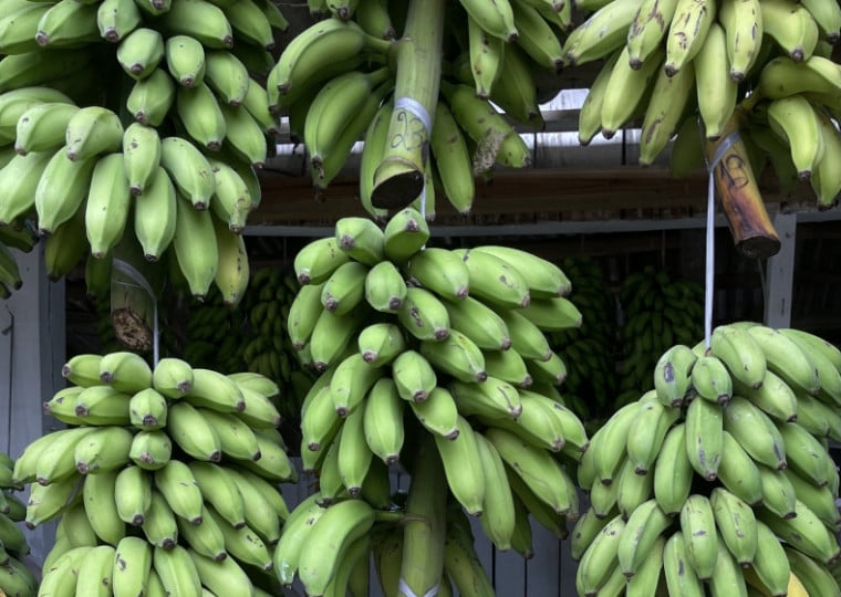 Banana é o principal cultivo da região, seguido do abacaxi