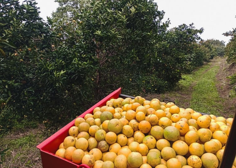 Itatiba do Sul e Liberato Salzano lideram a produ&ccedil;&atilde;o de laranjas no Rio Grande do Sul