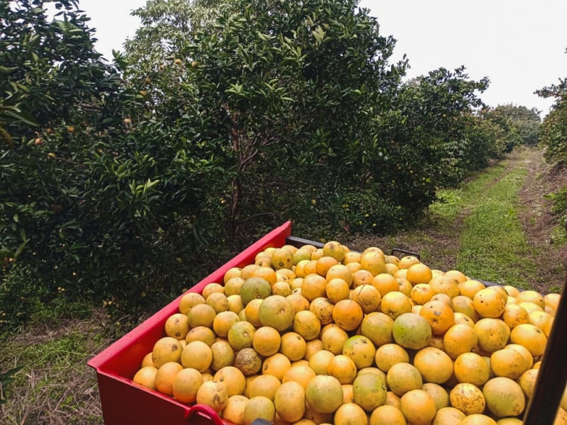 Região Norte se consolida como maior polo produtivo de laranjas do RS