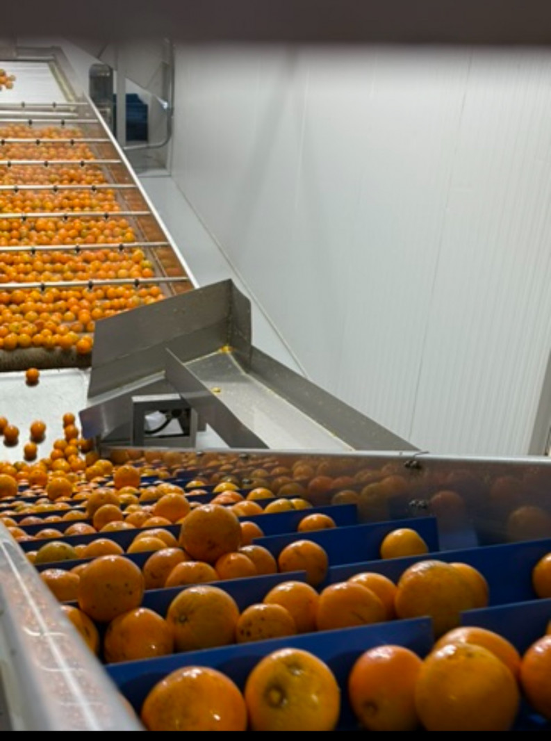 Em operação plena desde 2025, a empresa aposta na diversificação de produtos e exportação para mercados internacionais | CitroSul/Divulgação/JC