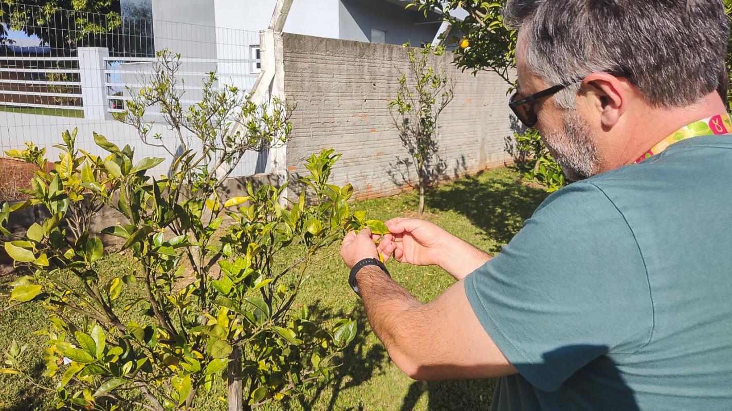 Principal hipótese indica que a doença deve ter entrado no Estado por meio do comércio irregular de mudas. | Seapi/Divulgação/JC