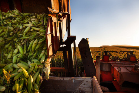 Crédito rural encolhe quase 26% em um ano e acende alerta para safra, câmbio e preço dos alimentos