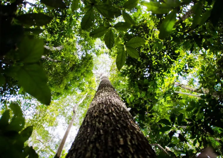 BNDES busca mobilizar até R$ 6 bi para mercado de crédito de carbono