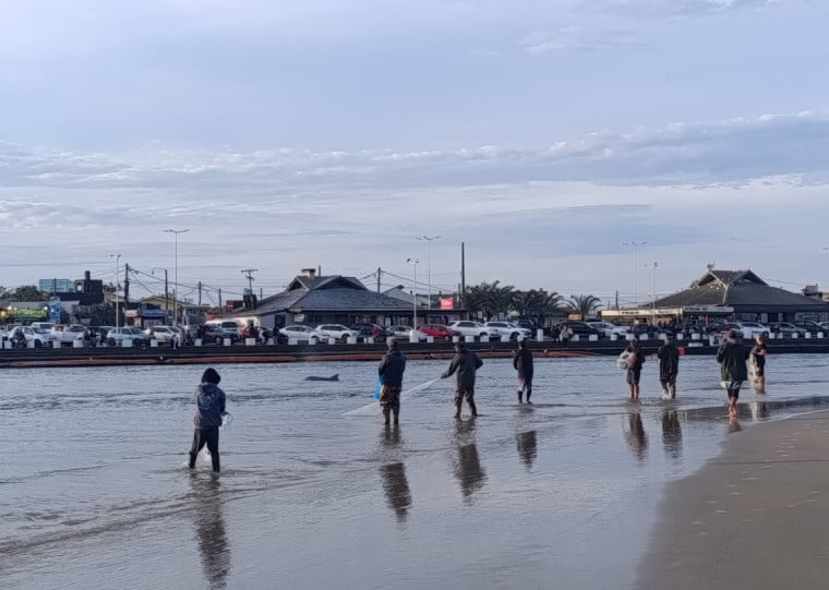 Desde 2014, captura da espécie é proibida em todo o Brasil, mas liminar viabiliza a atividade para 100 pescadores do Litoral Norte