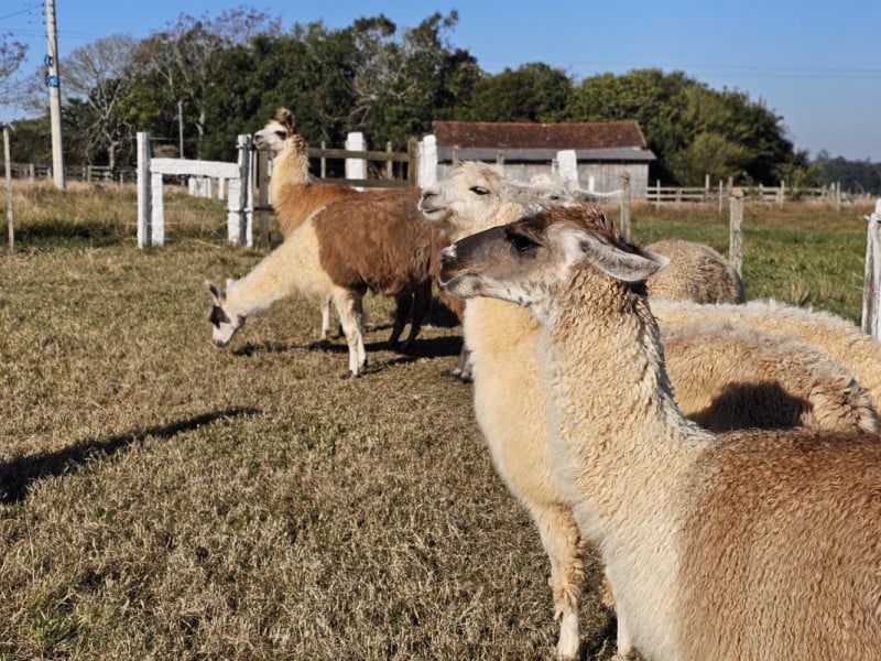 A proposta &eacute; que os visitantes desacelerem a rotina e aproveitem o ambiente cercado por &aacute;reas verdes e uma lagoa<br />Foto: NATHAN LEMOS/JC