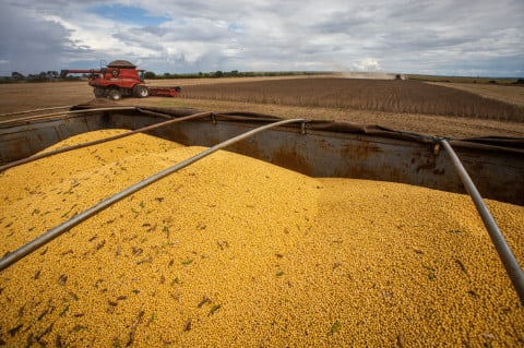 Commodities agrícolas seguem pressionadas e limitam recuperação da renda no campo