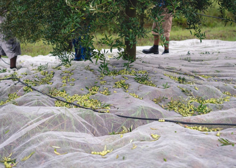 Resultado representa crescimento de 496,7% sobre os 240,3 mil litros produzidos no Brasil em 2025