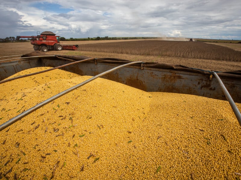 Commodities agrícolas seguem pressionadas e limitam recuperação da renda no campo