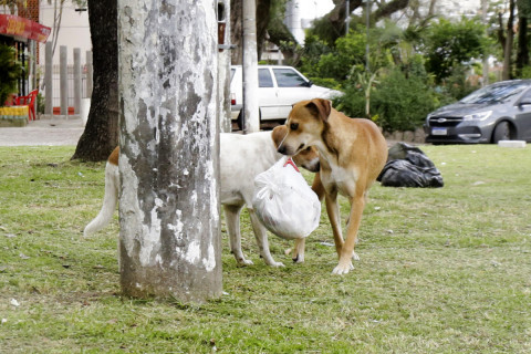 O cão que caminha com a comida na boca
