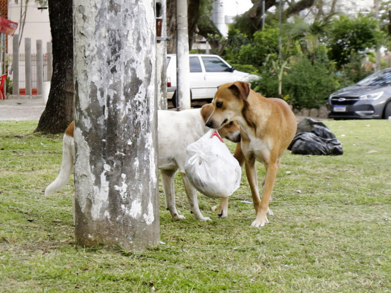 O cão que caminha com a comida na boca