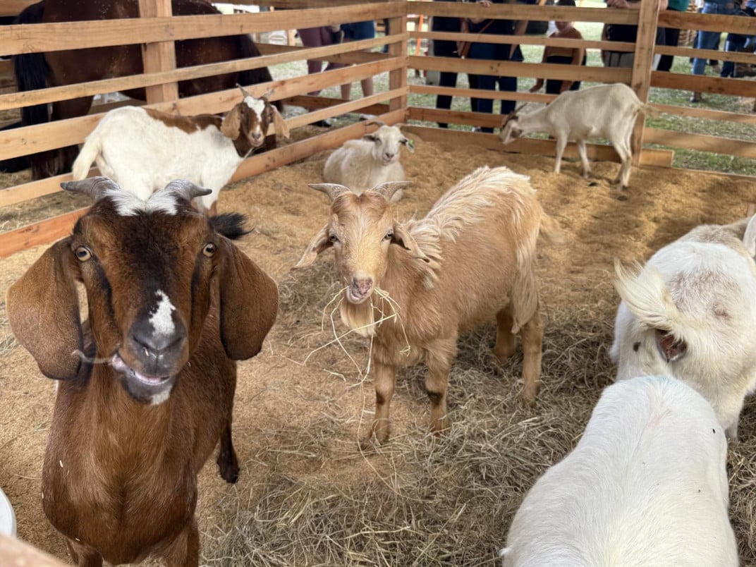 RuralFest ter&aacute; exposi&ccedil;&atilde;o de animais, feiras e apresenta&ccedil;&otilde;es culturais  | Prefeitura de Est&acirc;ncia Velha/Divulga&ccedil;&atilde;o/Cidades