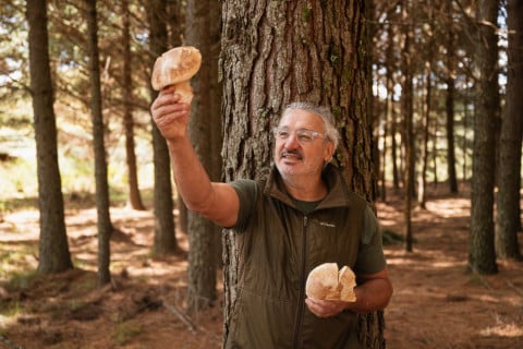 Caça aos cogumelos