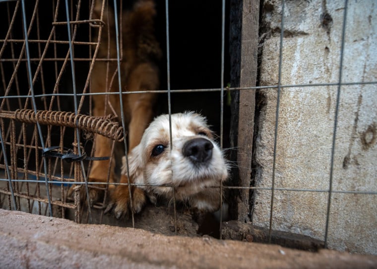 Animais foram recolhidos e levados para avalia&ccedil;&atilde;o cl&iacute;nica