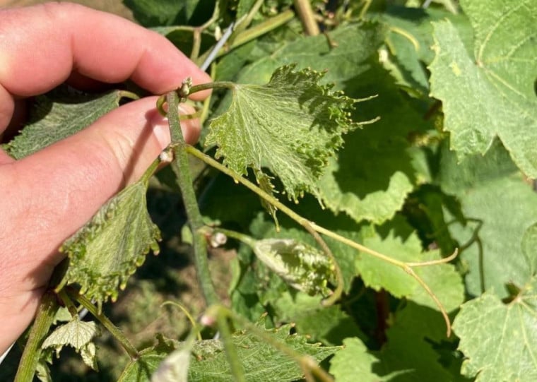 Folhas novas de videira apresentam formato de leque e desenvolvimento anormal, sintomas associados à deriva de herbicidas hormonais