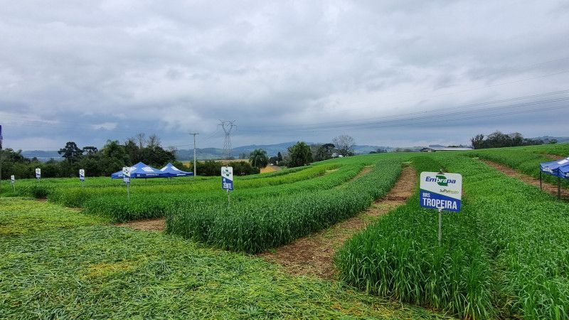 Entre as alternativas estão trigos forrageiros, trigo e aveia para silagem, cevada, além de cultivares de aveia e azevém