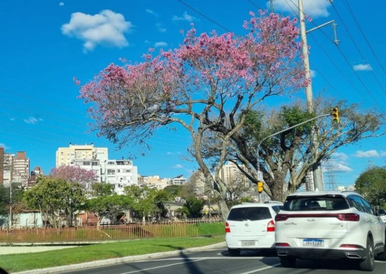 Moradores j&aacute; podem apreciar exemplares de Ip&ecirc;-roxo com copas cheias de flores