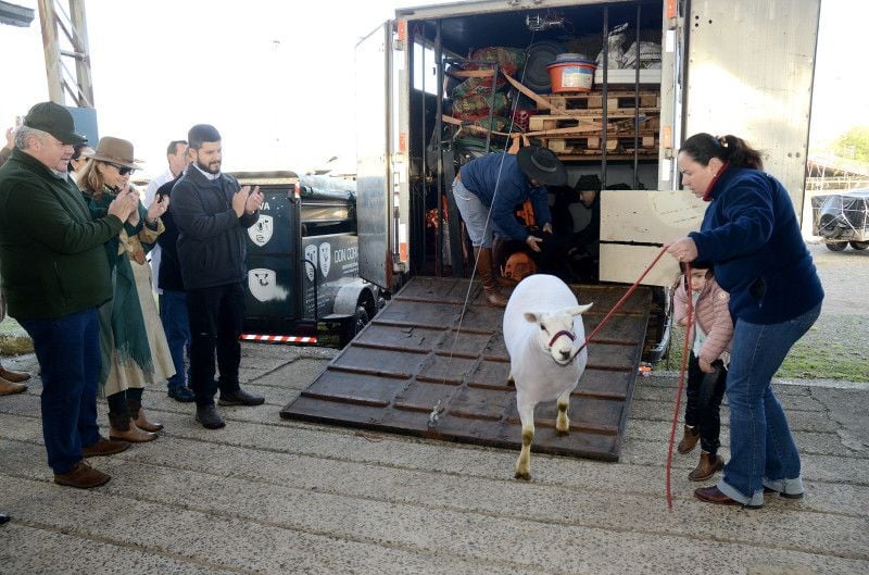A ovelha texel Matarazzo 2114, da Fazenda do Angico, pisou no parque de Esteio pouco depois das 8h