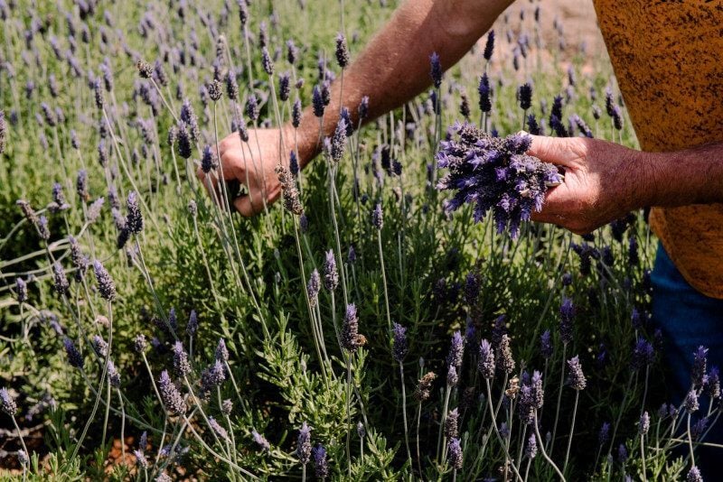 Munic&iacute;pio trabalha desde 2002 para incentivar a cultura da flor
