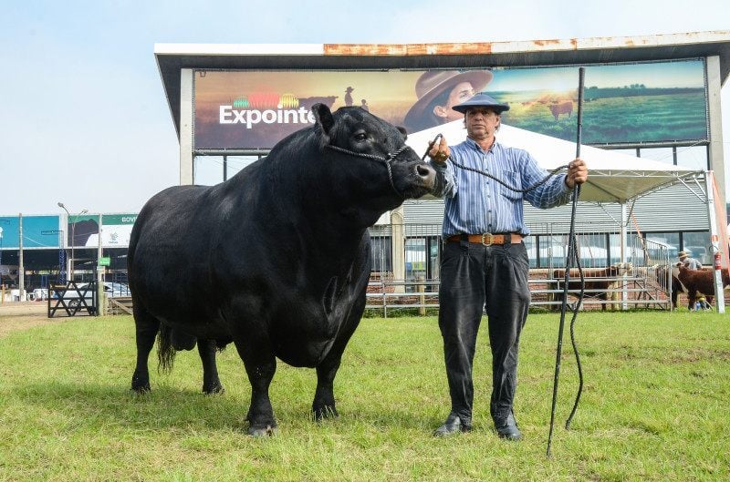 Expointer 2026 terá mais animais de elite no Parque de Exposições Assis Brasil, em Esteio; número de exemplares inscritos cresceu 