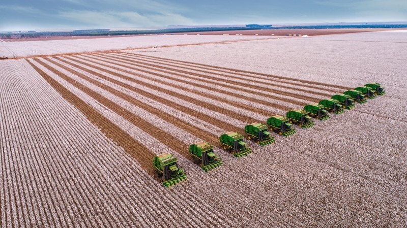 Produtividade da primeira safra de algodão é projetada em 2.220 quilos de pluma por hectare, alta de 20,6% frente à safra anterior