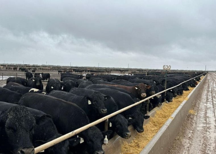 Five Rivers opera 13 confinamentos nos Estados Unidos, com capacidade simultânea para mais de 865 mil bovinos; uma das unidades integra o roteiro da missão gaúcha