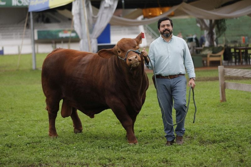Roberto Grecellé diz que genética da raça bovina Brangus ganha espaço no Centro-Oeste e no Sudeste do País