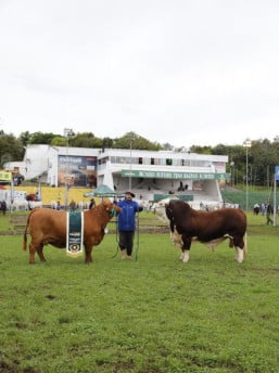 Brangus e Braford representam o equilíbrio perfeito entre a excelência da carne britânica e a resistência das raças zebuínas