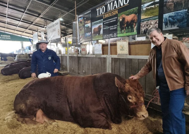 Criador de coelho de 800g, Rogério Kummer, compara tamanho do animal com o touro mais pesado da Expointer, do cabanheiro Elvio Francisco Presa