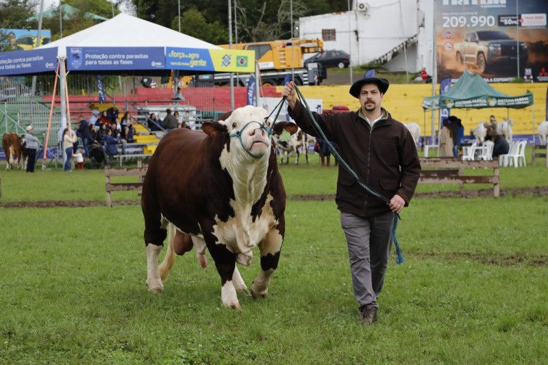 Braford amplia a possibilidade de produ&ccedil;&atilde;o em ambientes mais hostis, destaca Azambuja | Dani Villar/Especial/JC
