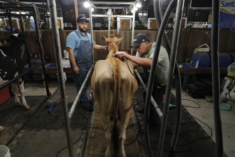 Processo de "spa da vaca" leva em torno de uma hora