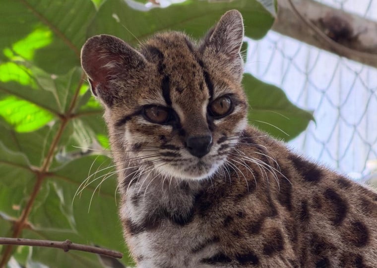 Felino selvagem