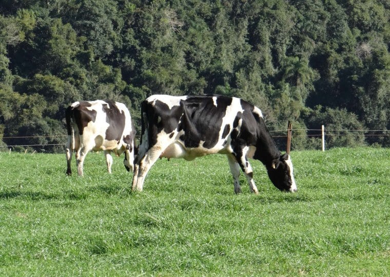 Ferramentas de  hedge ainda são pouco empregadas no mercado lácteo
