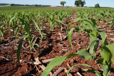 Plantio de milho avança no RS, mas clima mantém alerta para a safra
