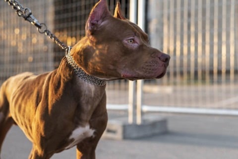Ataques de Pitbull provocam debate sobre responsabilidade de tutores