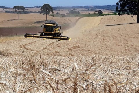 Embrapa e empresas vão criar padrão para trigo de baixo carbono