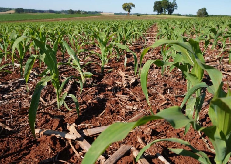 Alta das temperaturas favorece plantio, mas riscos persistem no Estado