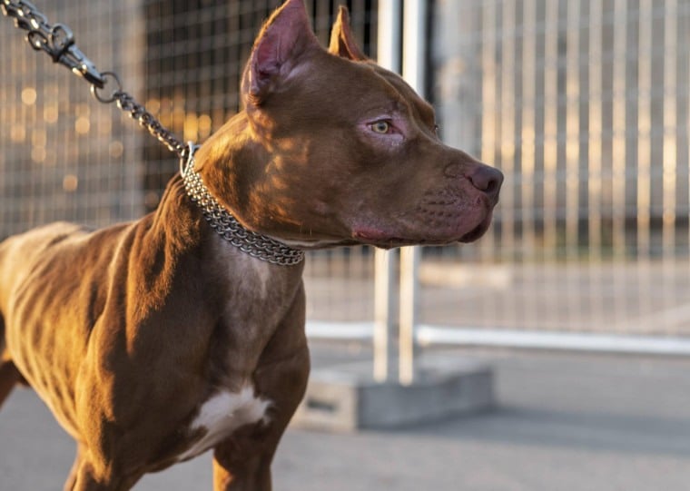 Um homem de 57 anos morreu após ser atacado por três cães da raça Pitbull na faixa de areia da Praia Arroio Seco, em Arroio do Sal (RS), em setembro de 2026
