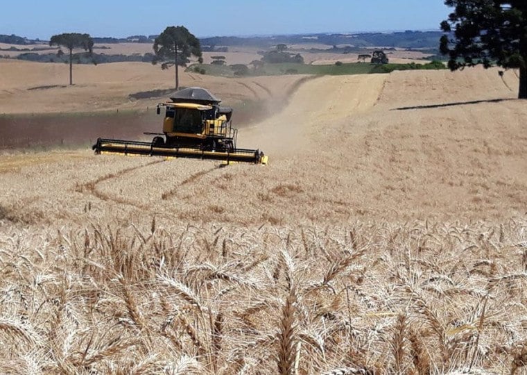 Programa Trigo Baixo Carbono pretende medir as emissões nas lavouras e criar selo para oferecer maior competitividade ao grão certificado