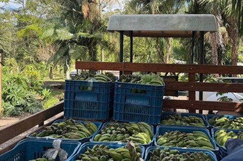 Da banana a novas culturas, produtores do Litoral Norte do RS buscam melhorar a rentabilidade