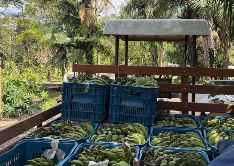 Morrinhos do Sul ultrapassou Tr&ecirc;s Cachoeiras e lidera o grupo, com produtividade m&eacute;dia de 15 toneladas de banana por hectare