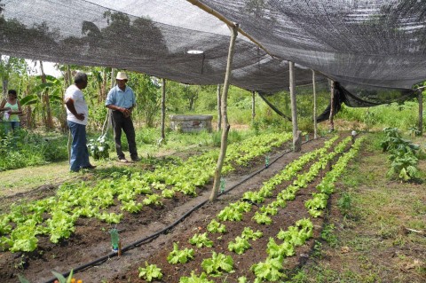 Cartilha orienta agricultura familiar diante dos riscos do El Niño