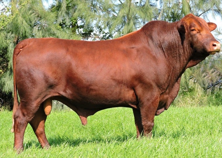 Bravon combina genética Devon e zebuína, buscando aliar qualidade de carne à rusticidade e adaptação a diferentes condições climáticas
