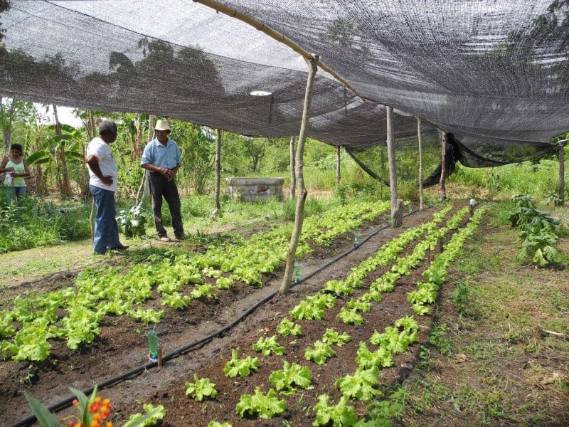 Cartilha orienta agricultura familiar diante dos riscos do El Niño